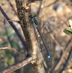 Ischnura fountaineae