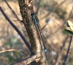 Ischnura fountaineae