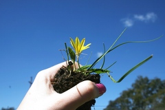 Nothoscordum dialystemon
