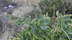 Lavandula rotundifolia