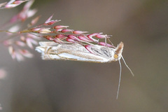 Crambus