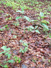 Hedlundia pseudothuringiaca