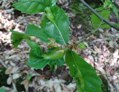 Dryocosmus kuriphilus