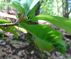 Dryocosmus kuriphilus