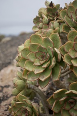 Aeonium lancerottense image