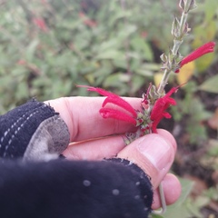 Salvia elegans
