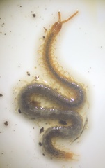 Geophilus carpophagus