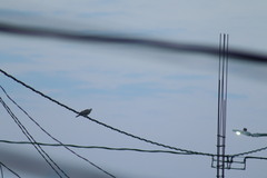 Streptopelia decaocto
