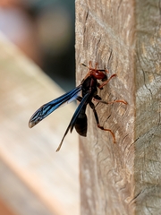 Polistes erythrocephalus