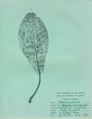 Magnolia macrophylla