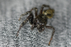 Dendryphantes hastatus