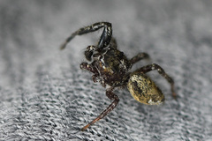 Dendryphantes hastatus