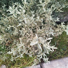 Buddleja crotonoides
