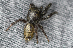 Dendryphantes hastatus