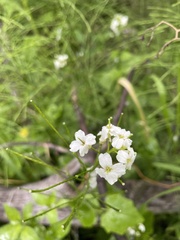Cardamine cordifolia