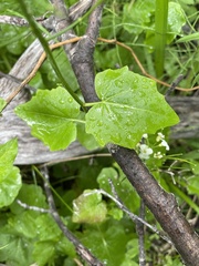 Cardamine cordifolia