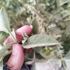 Buddleja crotonoides