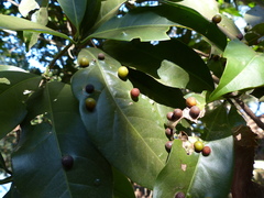Beilschmiedia dalzellii