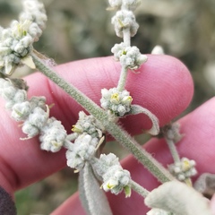 Buddleja crotonoides