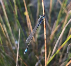 Ischnura fountaineae