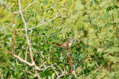 Phacellodomus sibilatrix