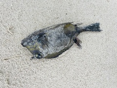 Acanthostracion polygonium