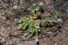 Plagiobothrys collinus fulvescens