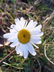 Leucanthemum vulgare