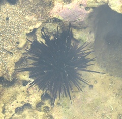 Echinometra vanbrunti