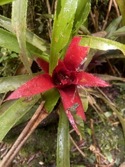 Nidularium cariacicaense