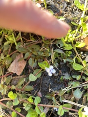 Lindernia grandiflora