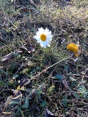 Leucanthemum vulgare