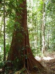 Dipterocarpaceae