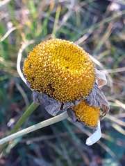 Leucanthemum vulgare