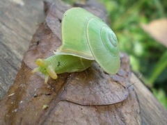 Rhinocochlis nasuta