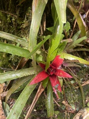 Nidularium cariacicaense