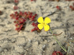Eulobus crassifolius