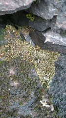 Dermatocarpon miniatum