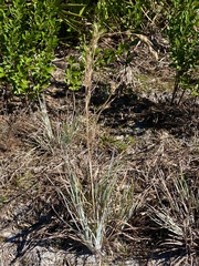 Andropogon capillipes