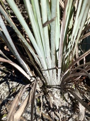 Andropogon capillipes