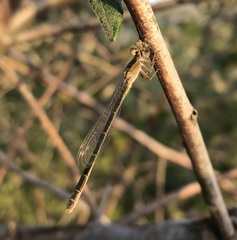 Ischnura fountaineae