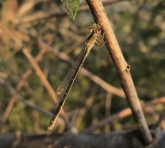 Ischnura fountaineae