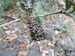 Beilschmiedia dalzellii