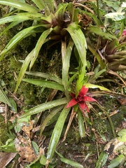 Nidularium cariacicaense