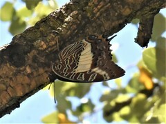 Charaxes brutus