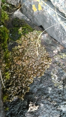 Dermatocarpon miniatum