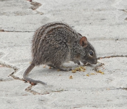 Xeric Four-striped Grass Rat