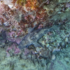 Sebastes oculatus