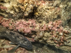 Sebastes oculatus