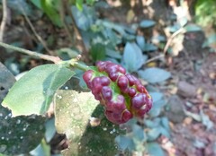 Beilschmiedia dalzellii